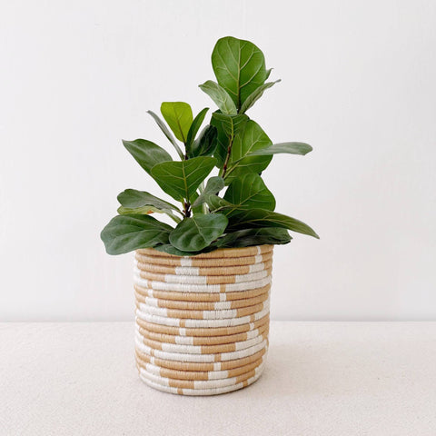 Storage Plant Basket: Zaza