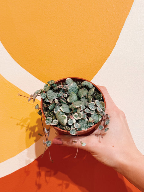 4" Variegated String of Hearts