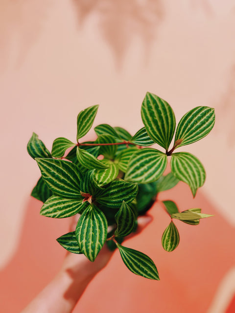 4" Peperomia Puteolata