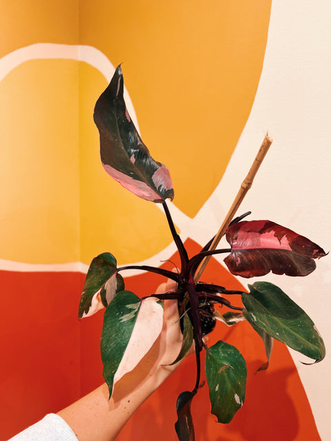 4" Philodendron Pink Princess