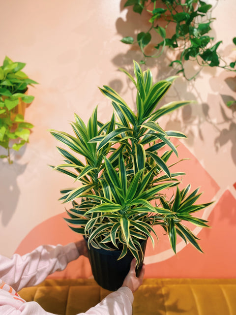 10" Dracaena Reflexa Variegata