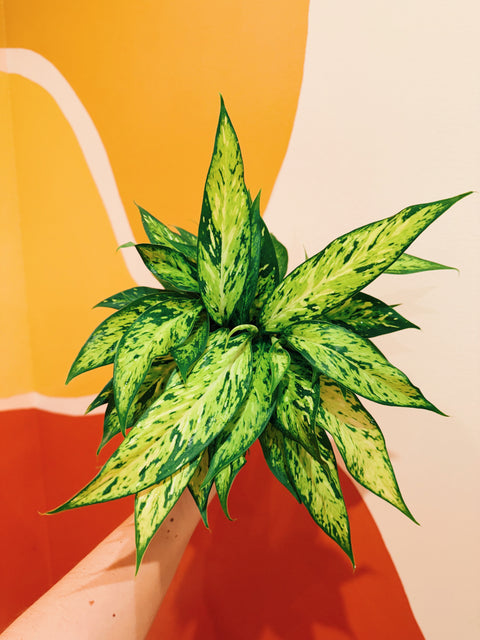 4" Dieffenbachia Star Bright