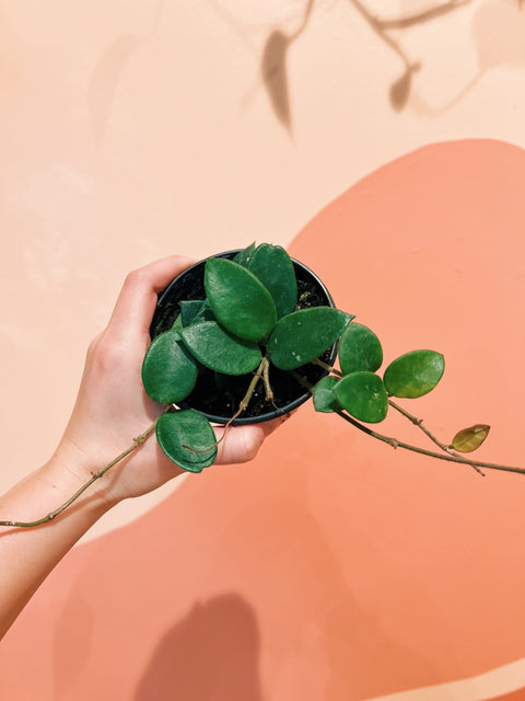 4" Hoya 'Chouke'