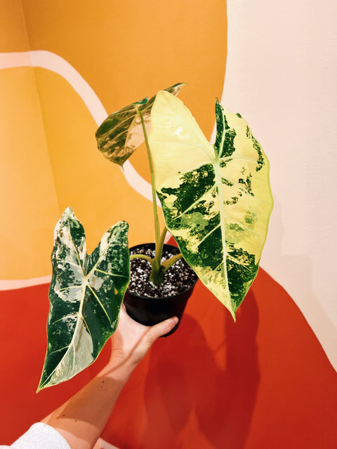 6" Alocasia Frydek Variegata