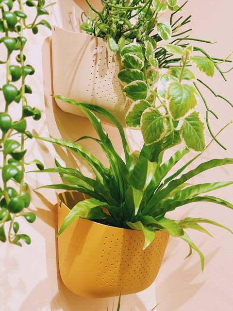 Eco Wall Planter