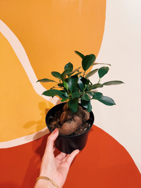 6" Ficus Retusa Ginseng