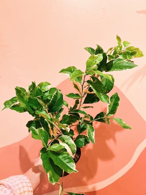 6" Variegated Pink Lemon Tree