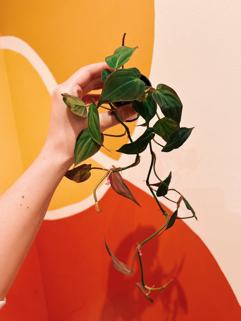 2" Philodendron Micans