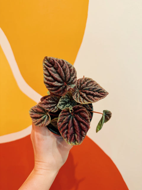 4" Peperomia 'Red Luna;
