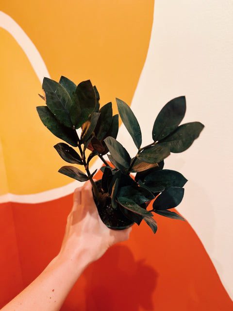 4" Black Oscura ZZ Plant
