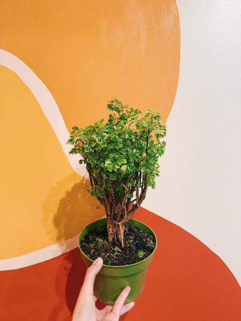 ming aralia bonsai tree 6" Golden Ming Aralia Bonsai – Viridian Plant Co