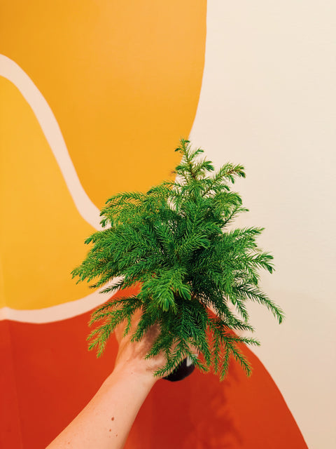4" Norfolk Island Pine