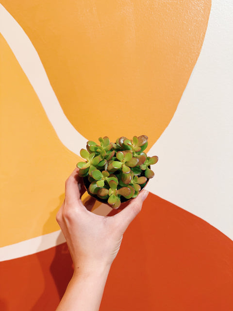 4" Crassula Ovata 'Crosbys Compact'