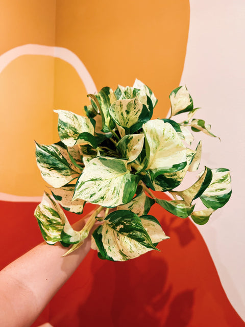 6" Epipremnum 'Manjula Pothos'