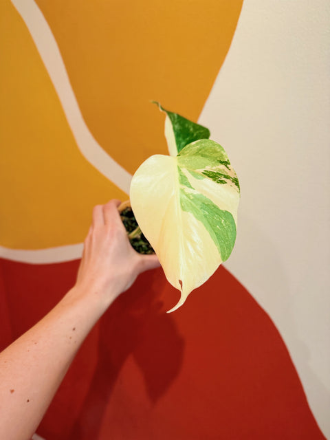 HIGH Variegation Monstera Albo