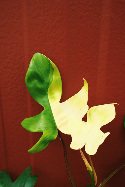 4" Philodendron Florida Beauty Variegata