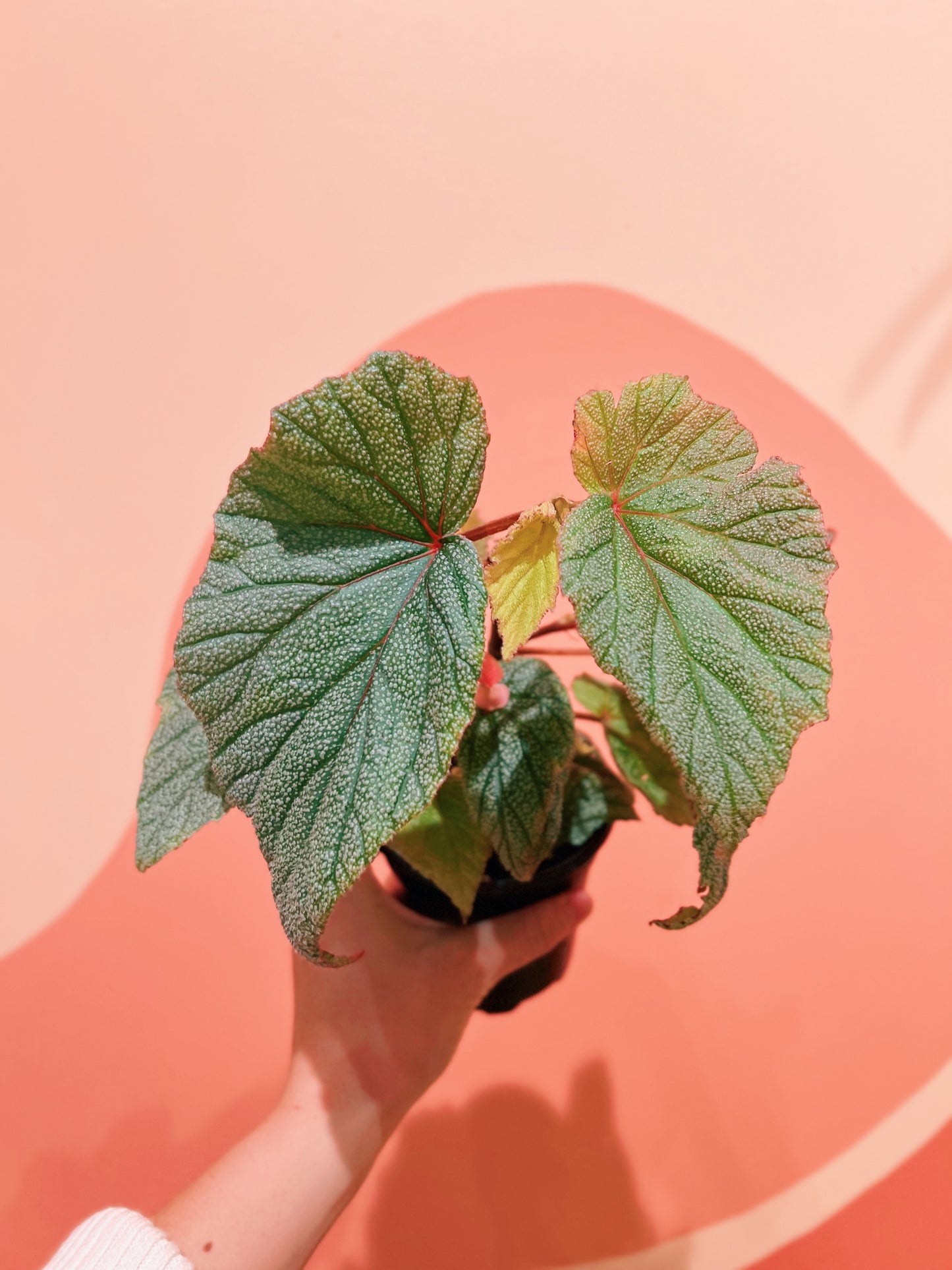 4" Begonia 'Sinbad'