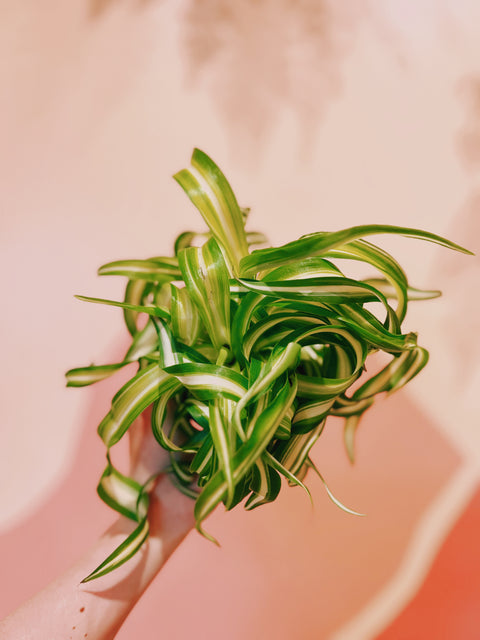 4" Spider Plant 'Bonnie'