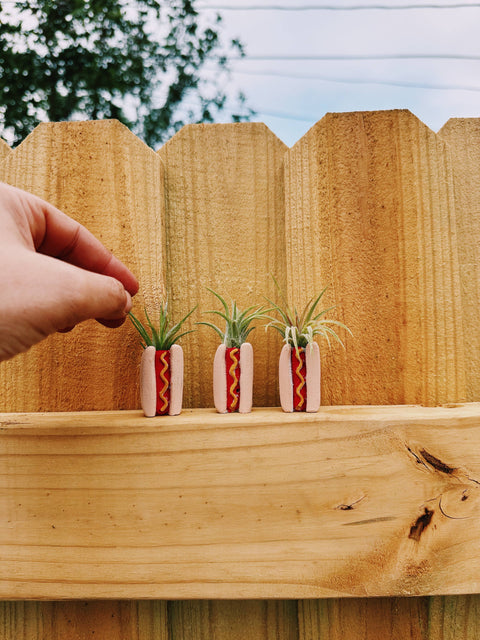 Hotdog Mini Planter and Plant