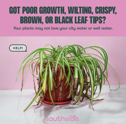 Houseplant Tap Water Conditioner