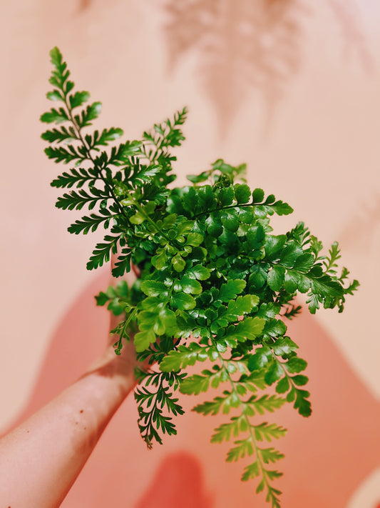 4" Austral Gem Fern