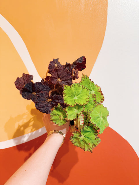 2" Begonia Rex Assorted