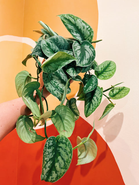 6" Scindaspus Exotica HB