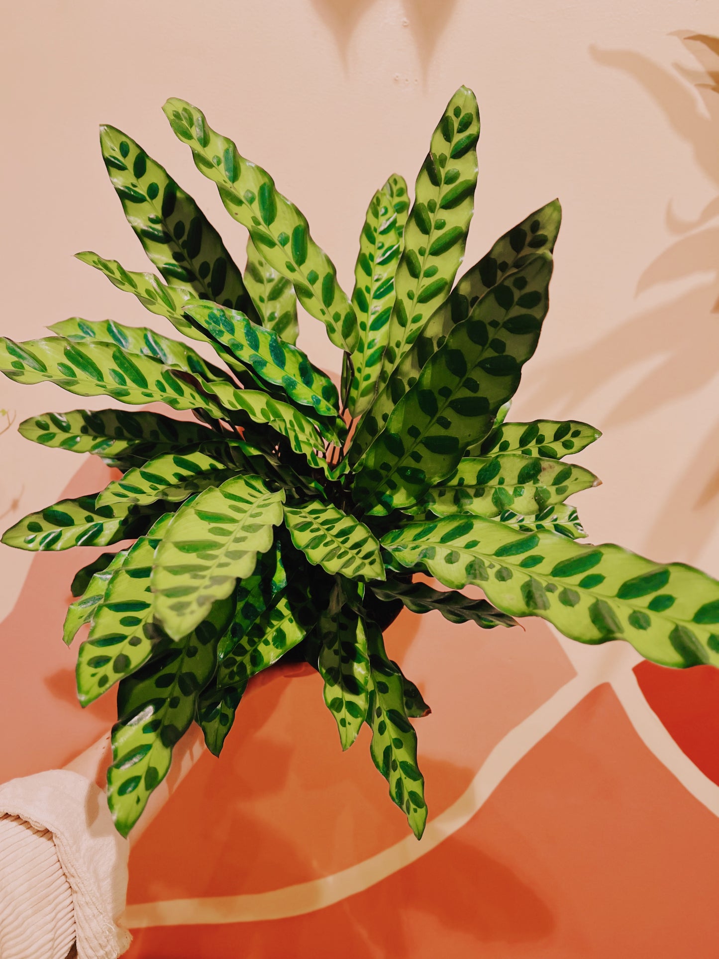 8" Calathea Lancifolia Rattlesnake