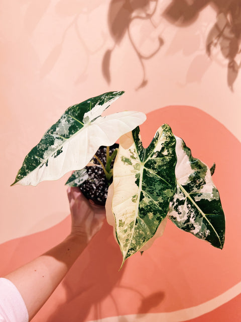 6" Alocasia Frydek Variegata