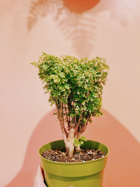 6" Golden Ming Aralia Bonsai