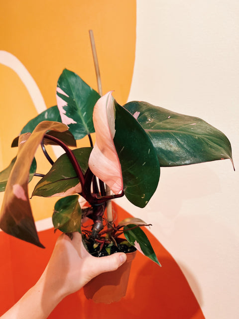 4" Philodendron Pink Princess