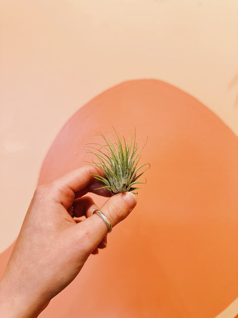 Tillandsia Ionantha Variety Air Plants