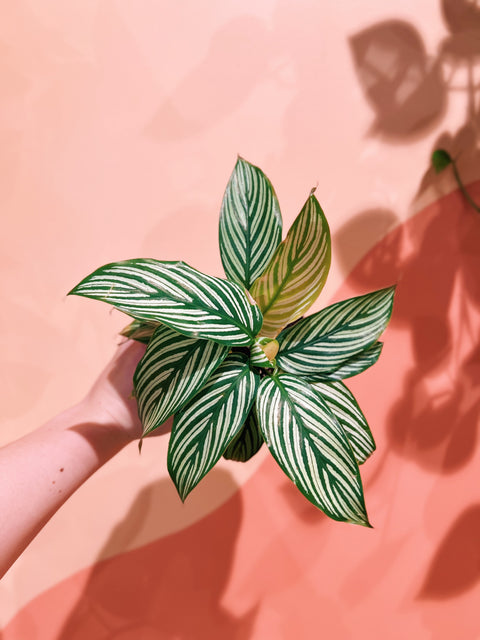 4" Calathea Vittata