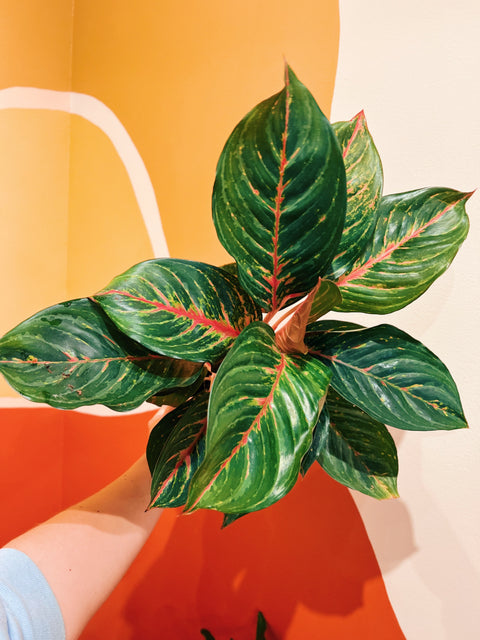 6" Aglaonema Rubi