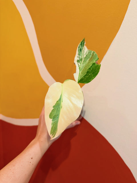 HIGH Variegation Monstera Albo