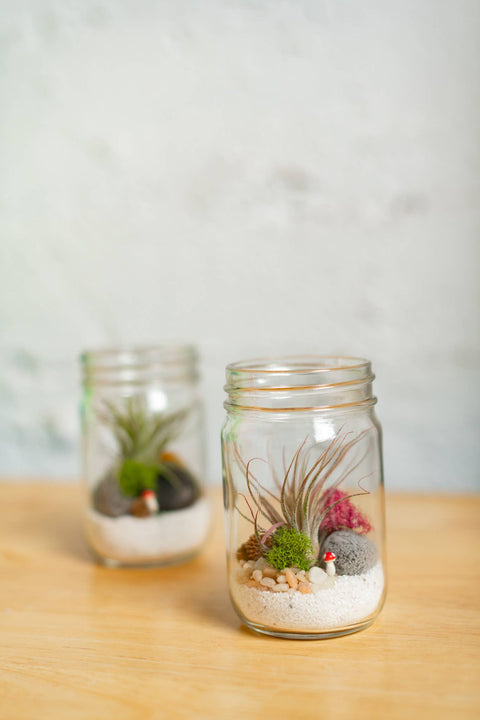 Airplant Terrarium Kit