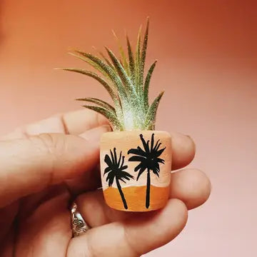 Mini Air Plant Holder with Air Plant