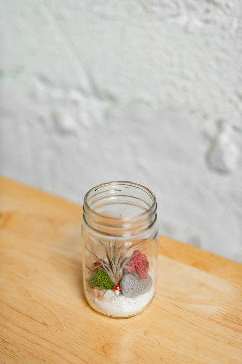 Airplant Terrarium Kit