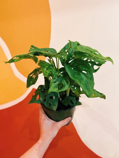 6" Monstera Adansonii
