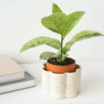 Self-Watering Pot