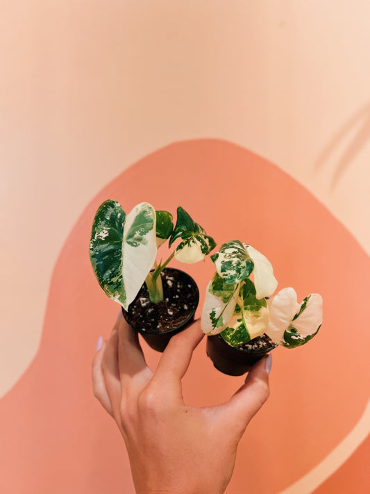 2" Variegated Alocasia Frydek