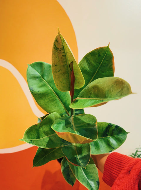 6" Ficus Elastica Shivereana