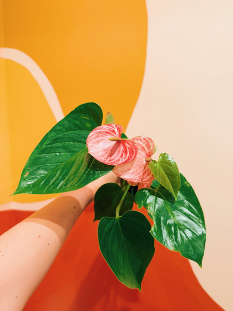 4" Flowering Anthurium