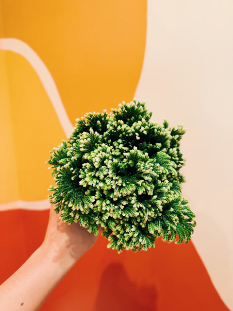 4" Selaginella kraussiana 'White Tips'