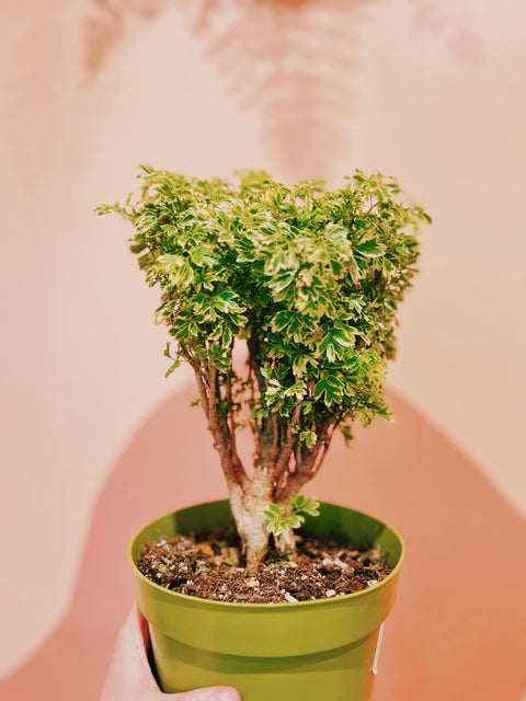 6" Golden Ming Aralia Bonsai