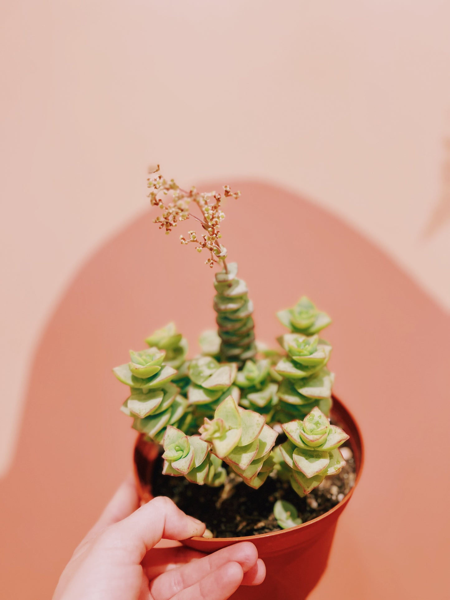 6" Crassula 'String of Buttons'