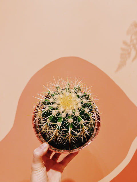 6" Golden Barrel Cactus