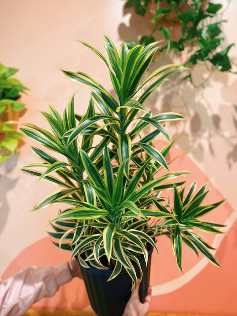 10" Dracaena Reflexa Variegata