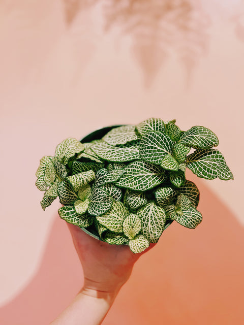 4" Assorted Fittonia 'Nerve Plant'