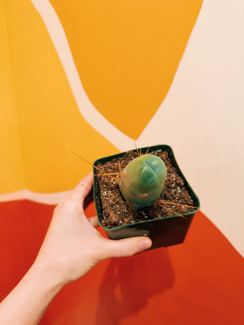 4" Trichocereus Bridgesii Monstrose 'Penis Cactus'